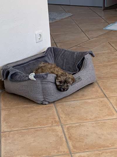 Havaneser dabei?:)-Beitrag-Bild