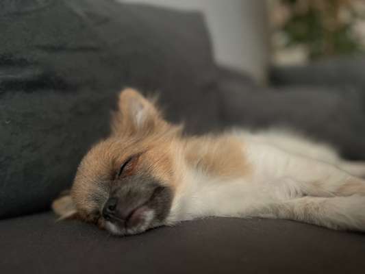 Junghund bellt Menschen an-Beitrag-Bild