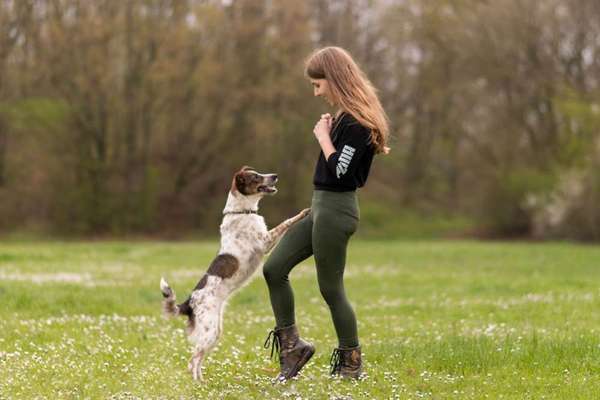 Hundetreffen-Social Walk / Gassi / Training in Boppard-Bild