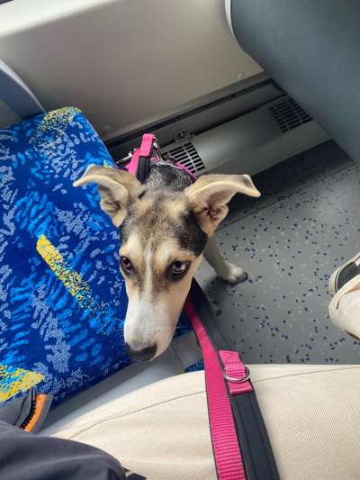 Die Dogorama Wochen Challenge-Beitrag-Bild