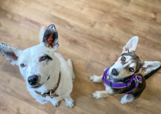 Mischlingshunde Foto Aufruf-Beitrag-Bild