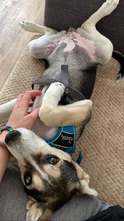 Windhunde - Treffen der besonderen Schönheiten
HERZLICH WILLKOMMEN-Beitrag-Bild