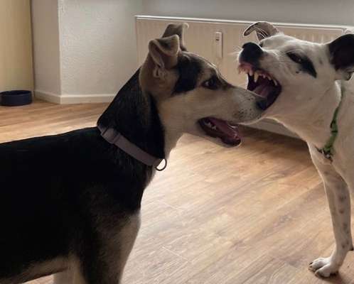 Fotochallenge Nr. 47 - Zeigt die Zähne-Beitrag-Bild