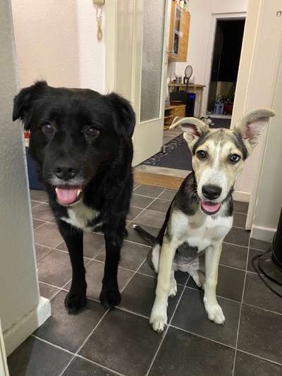 Dogorama Bekanntschaften/Freundschaften-Beitrag-Bild