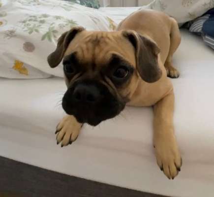 Wie oft gassi?-Beitrag-Bild