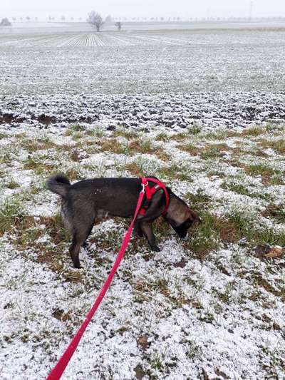 Club der Rumänen (Alle Hunde aus dem rumänischen Tierschutz, wo seid Ihr?)-Beitrag-Bild