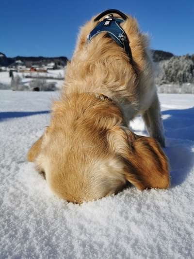 Dogorama Photo Challenge- Der Nase nach-Beitrag-Bild