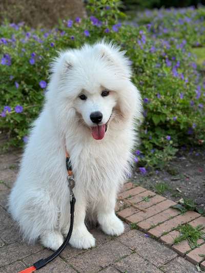 Samojede-Beitrag-Bild