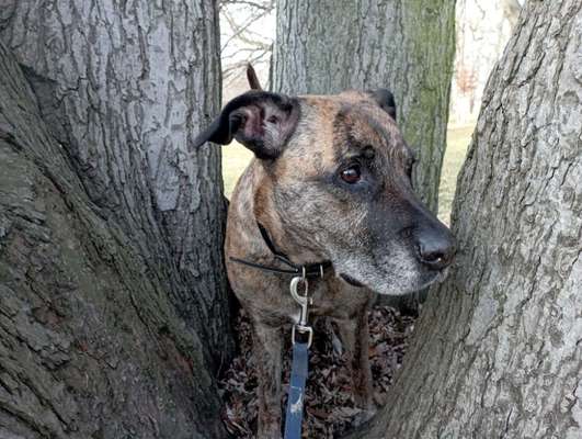 Hundetreffen-Spielkumpel gesucht-Bild