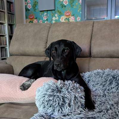 Gestresster Hund-Beitrag-Bild