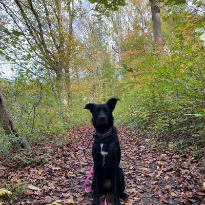 Hundetreffen-Social Walk an der Leine im Wald-Bild