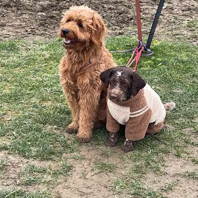 Hundetreffen-Freies Hoopers Training-Bild