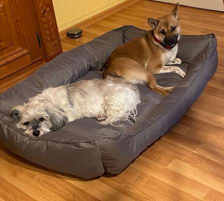 Ersthund akzeptiert unseren Welpen nicht-Beitrag-Bild