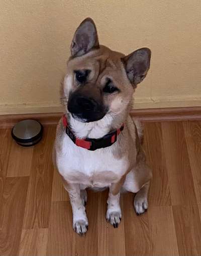 Mischlinge raten - Rätselspaß-Beitrag-Bild