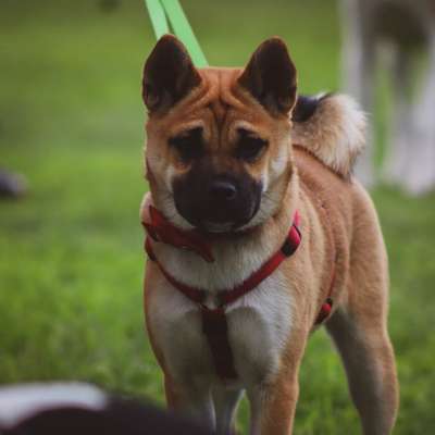 Mischlingshunde Foto Aufruf-Beitrag-Bild