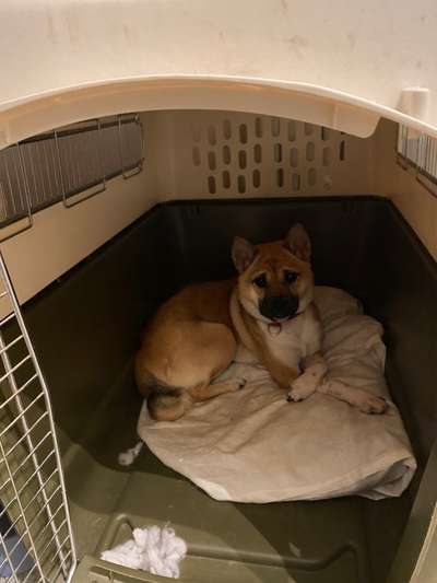 Hund in der Box?-Beitrag-Bild