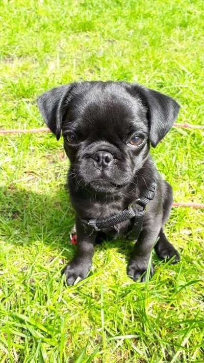 Welpen Bilder !-Beitrag-Bild