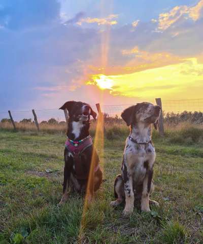 Die Dogorama Wochen Challenge "Friends will be Friends"-Beitrag-Bild