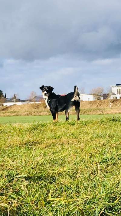 Berner Sennen-Beitrag-Bild