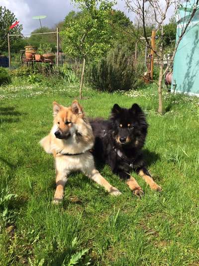 Eurasier hier?-Beitrag-Bild