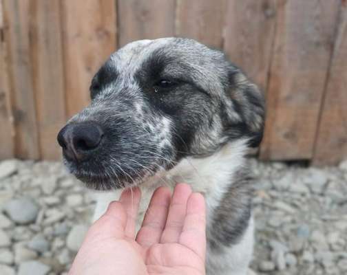 Tierschutzhunde suchen ein Zuhause-Beitrag-Bild
