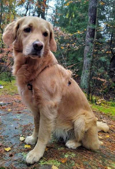 Wo sind die Golden Retriever Liebhaber?-Beitrag-Bild