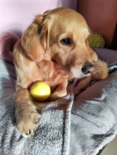 Wo sind die Golden Retriever Liebhaber?-Beitrag-Bild