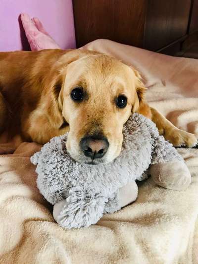 Wo sind die Golden Retriever Liebhaber?-Beitrag-Bild