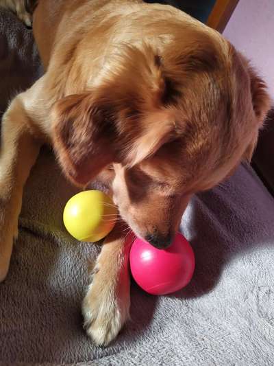 Wo sind die Golden Retriever Liebhaber?-Beitrag-Bild