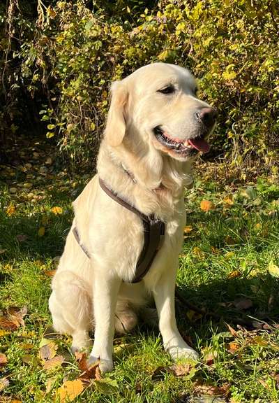 Wo sind die Golden Retriever Liebhaber?-Beitrag-Bild