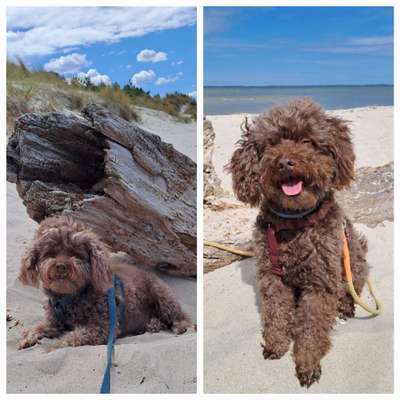 Hundetreffen-Spiel und Gassirunde mit Bruno und Buddy-Bild