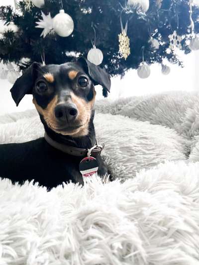 Wo sind die Zwergpinscher?-Beitrag-Bild