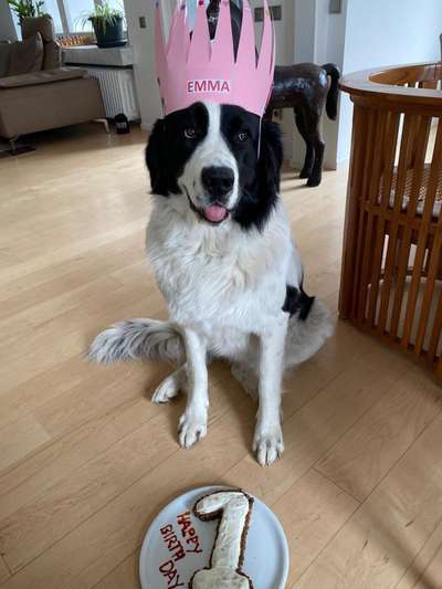 Landseer-Beitrag-Bild