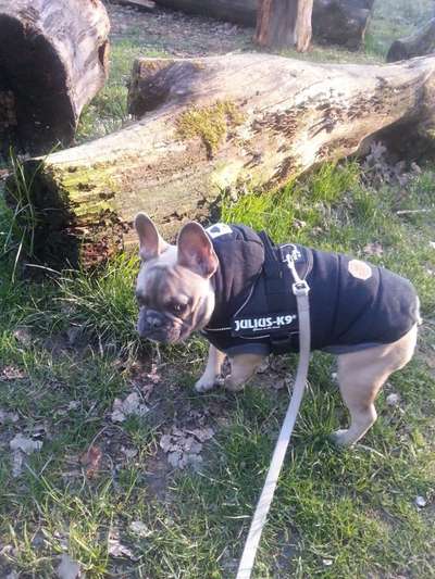 Die Dogorama Wochen Challenge-Beitrag-Bild