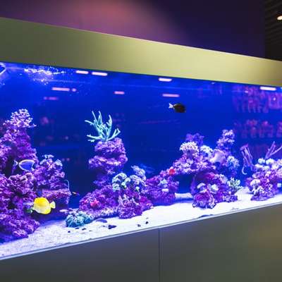 %{de_profession_title}-Meerwasser-Aquaristik-Bild