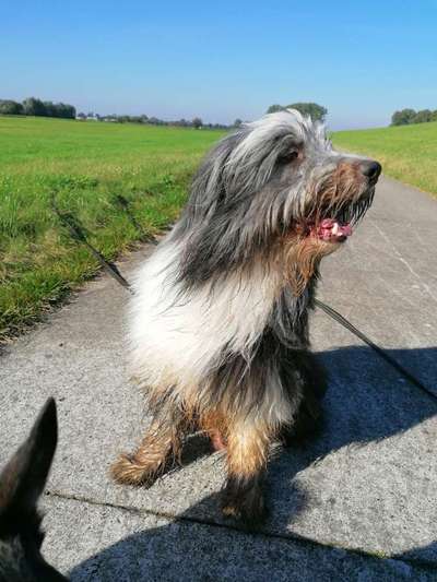 FOTOCHALLENGE 72 - Glücklicher Hund im Schmuddel-Look-Beitrag-Bild