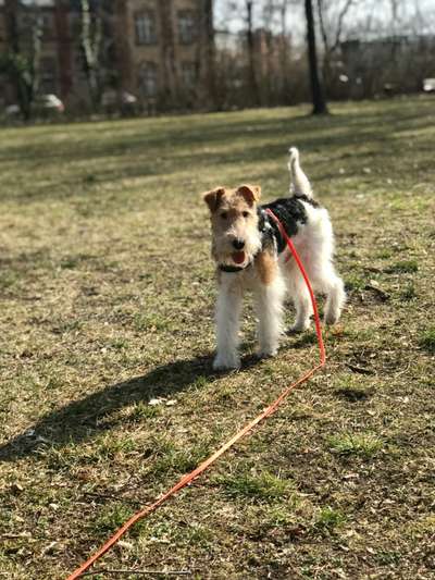 Foxterrier Gang-Beitrag-Bild