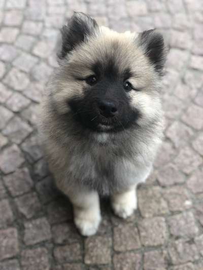 Eurasier hier?-Beitrag-Bild