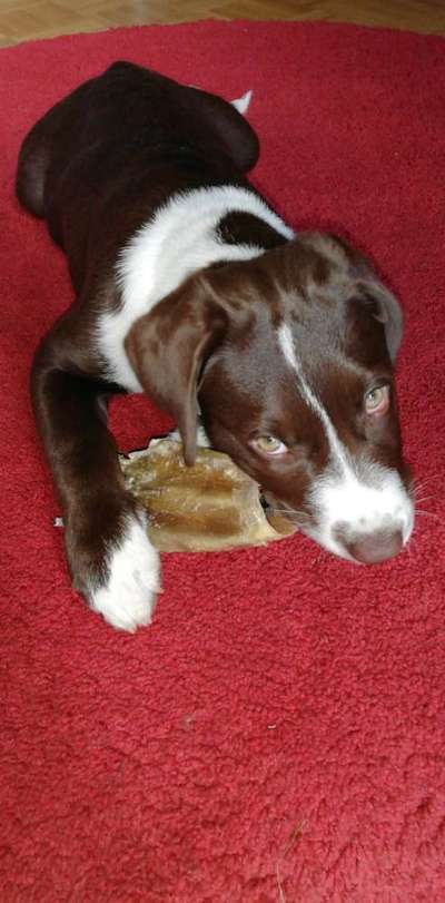 Welpen Bilder !-Beitrag-Bild