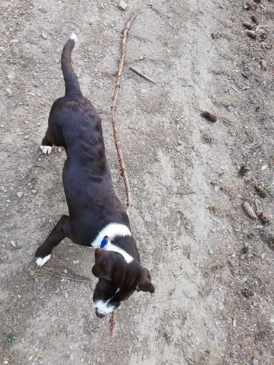 Der Gewichts-Thread-Beitrag-Bild