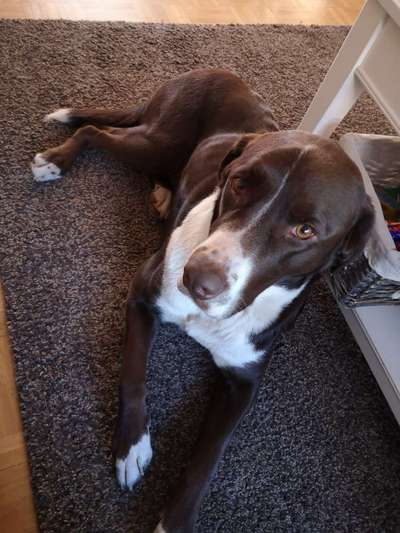 Balu nimmt nicht richtig zu-Beitrag-Bild