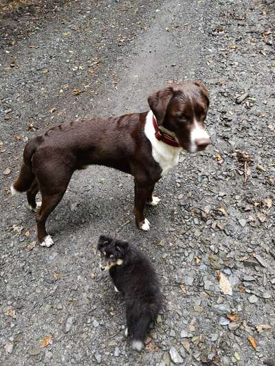 Der Gewichts-Thread-Beitrag-Bild