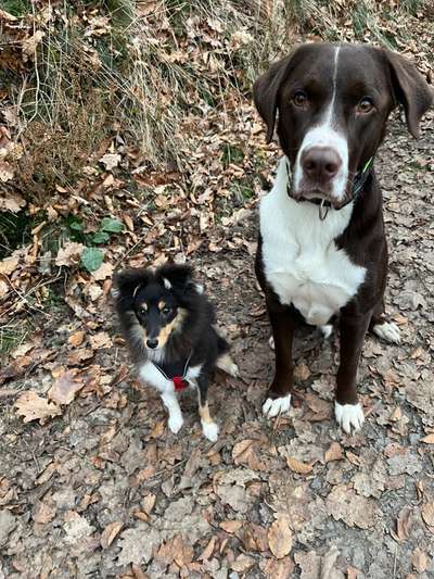 Der Gewichts-Thread-Beitrag-Bild