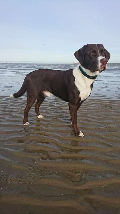 Sind hier Deutsch Kurzhaar/ Jagdhunde?-Beitrag-Bild