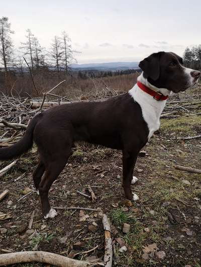 Immer der Nase nach - die schönsten Jagdhund-Bilder-Beitrag-Bild