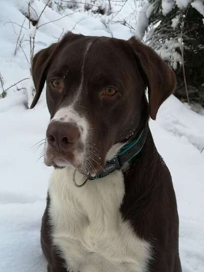 Die Dogorama Kalender Challenge Teil 2/4-Beitrag-Bild