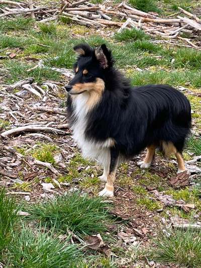 Shelties-Beitrag-Bild