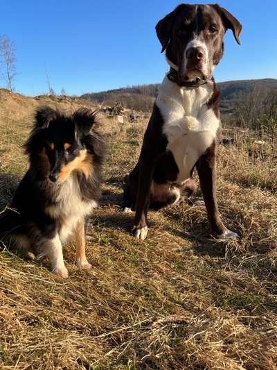 Dogorama Photo Challenge - Der Frühling kommt-Beitrag-Bild