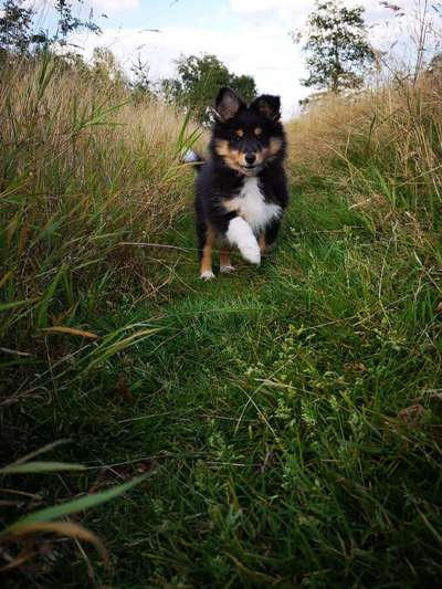 Welpen Bilder !-Beitrag-Bild