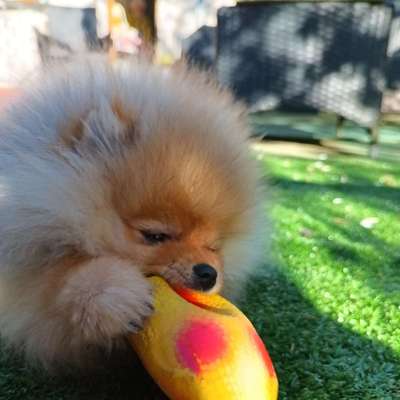 Hundetreffen-Sozialer Kontakt